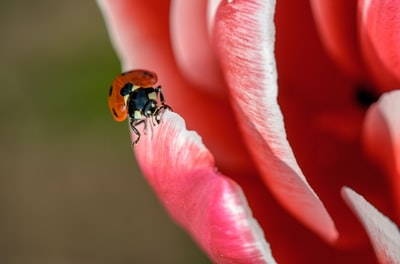 红色和黑色瓢虫在红色花瓣的花朵特写照片